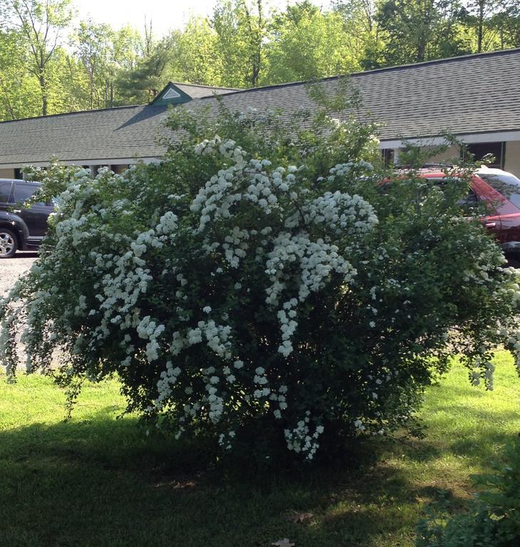 Mcgregor Inn Motel Wilton Экстерьер фото